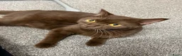 British Shorthair cats for sale: British Shorthair Cinnamon in Reading - Advert 5