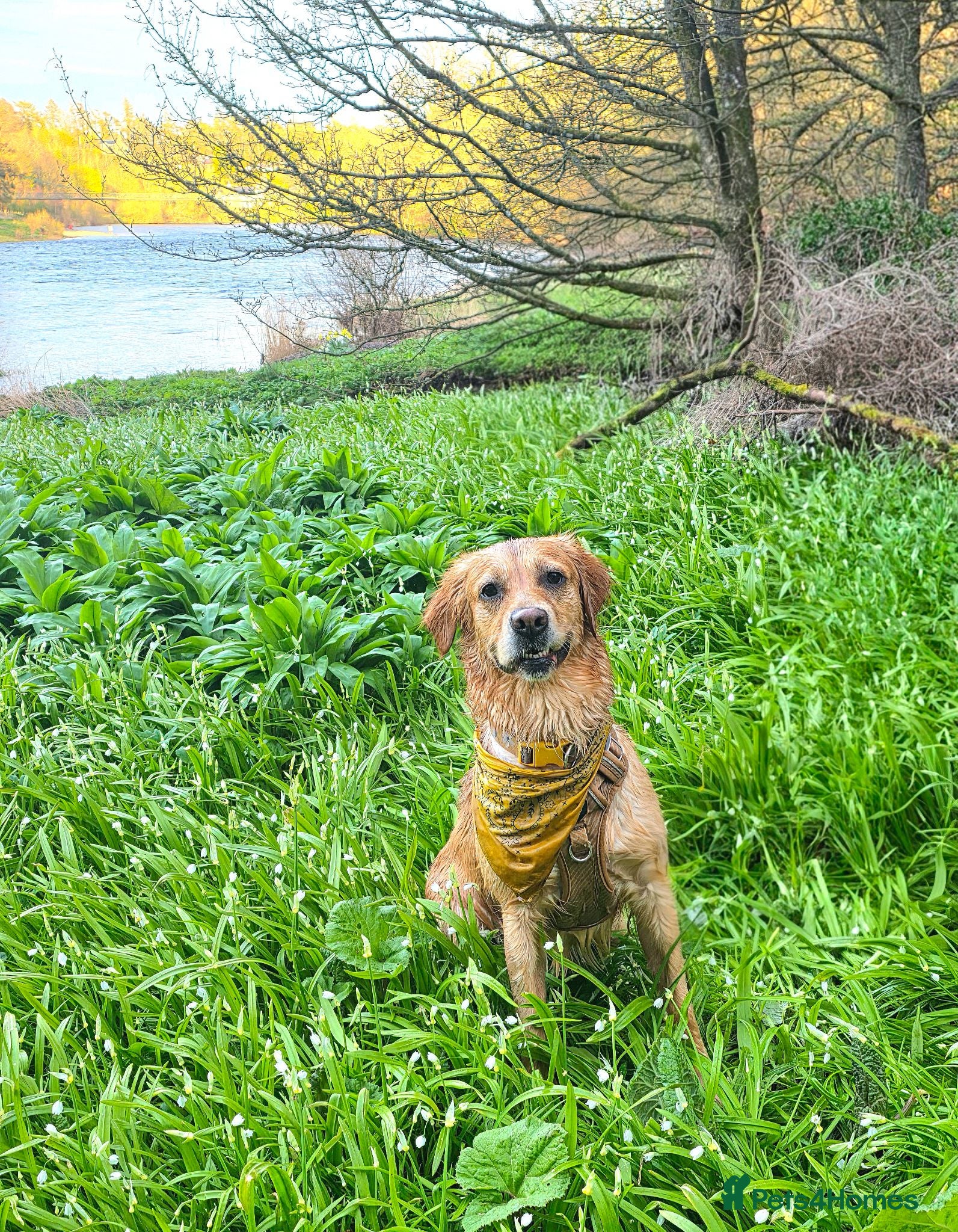 Golden Retriever dogs Beautiful Golden Puppies  - Advert 1