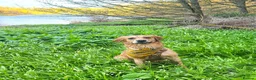 Golden Retriever dogs for sale: Beautiful KC Registered Golden Puppies  - Advert 1