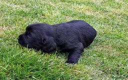 Cocker Spaniel dogs for sale: KC registered working cocker spaniel puppies. - Image 13