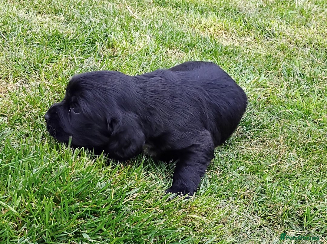 Cocker Spaniel dogs for sale: KC registered working cocker spaniel puppies. - Image 13