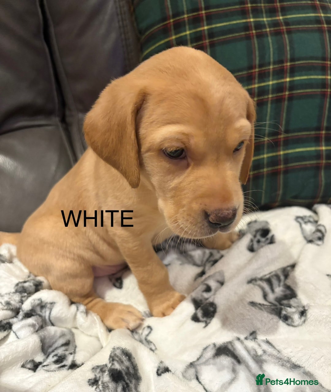 Labrador Retriever dogs for sale: KC Labrador puppies yellow / Red  - Advert 6