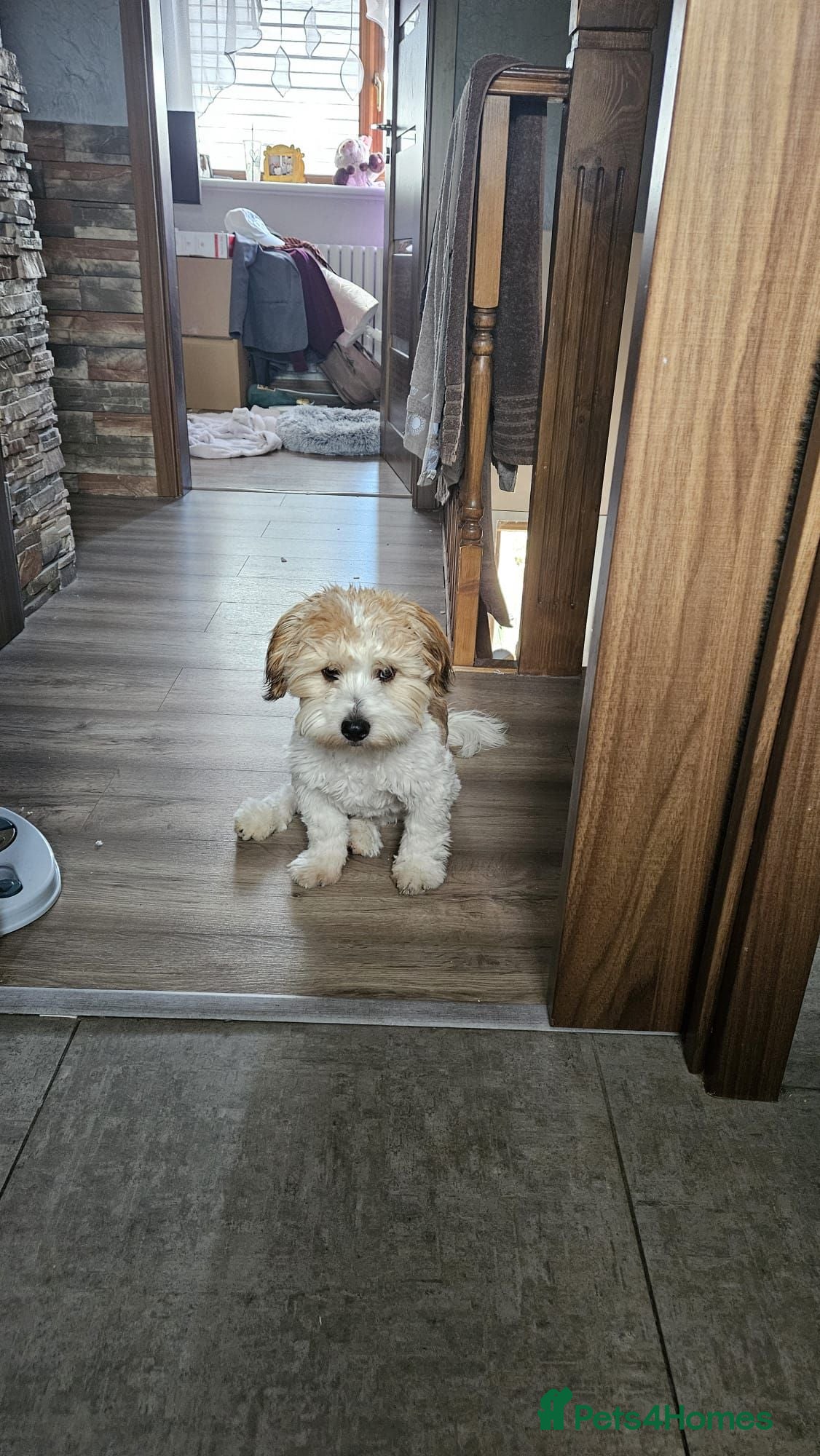 Shih Tzu dogs Shih tzu Jack Russel Crossbreed Patchy - Advert 5