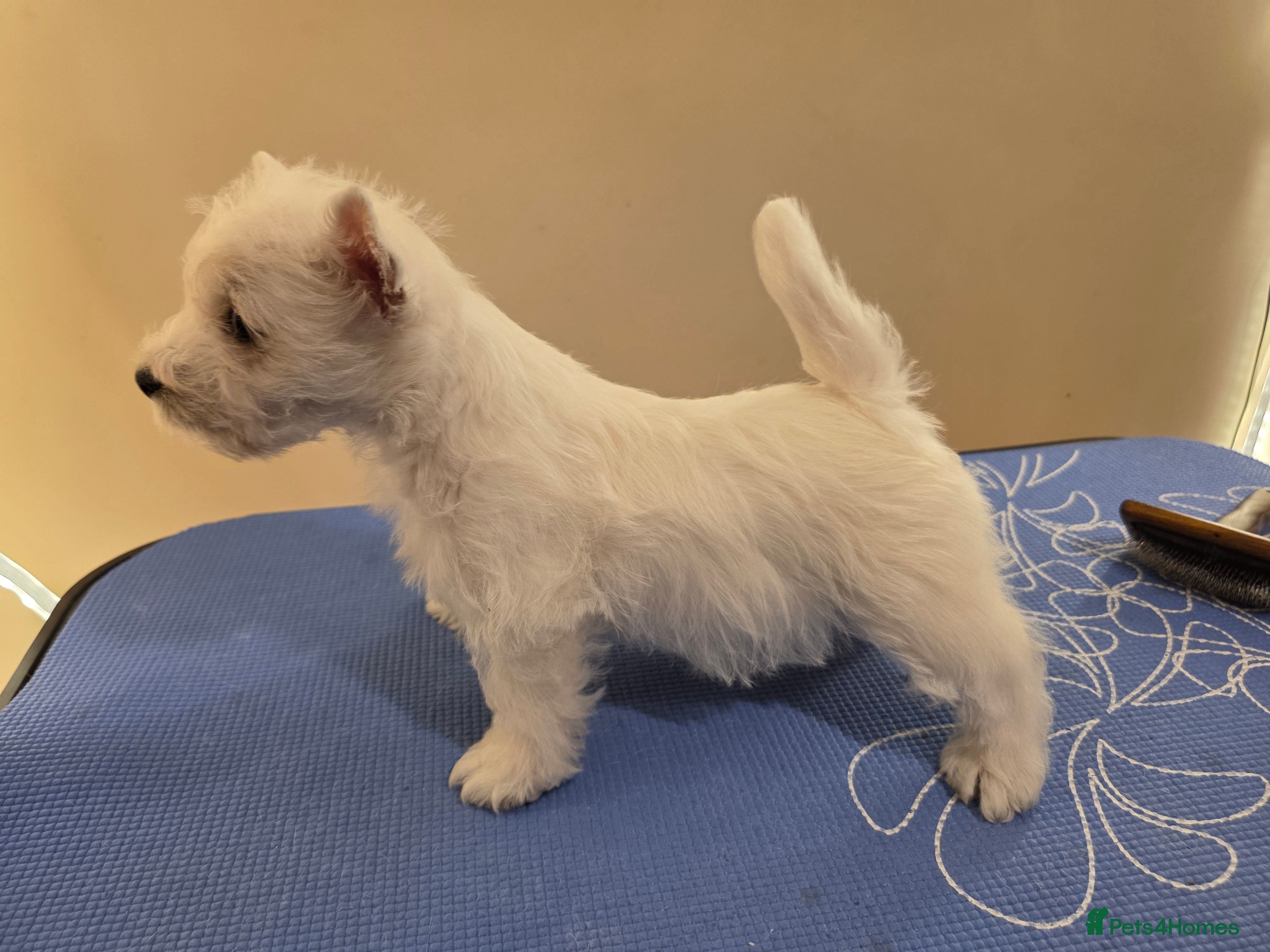 West Highland Terrier dogs Strong full of life and joy girls KC registered  - Advert 6