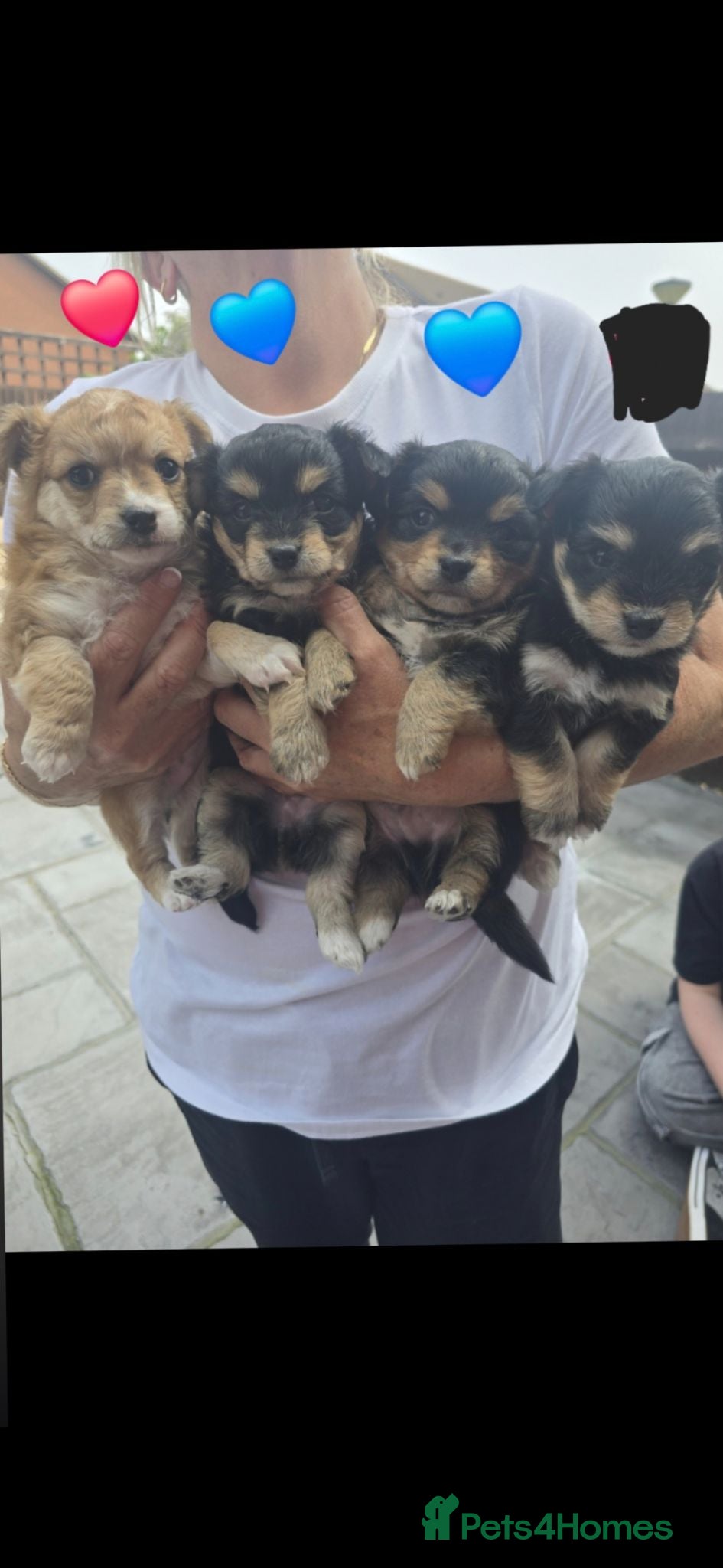 Mixed Breed dogs 4 pups available pom x jackchi  - Advert 21