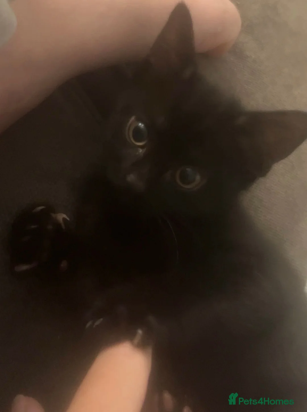 Mixed Breed cats for sale: ‼️🐾two beautiful tuxedo kittens 🐾‼️ - Advert 2