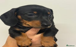 Miniature Dachshund dogs for sale: Miniature dachshund  - Image 3