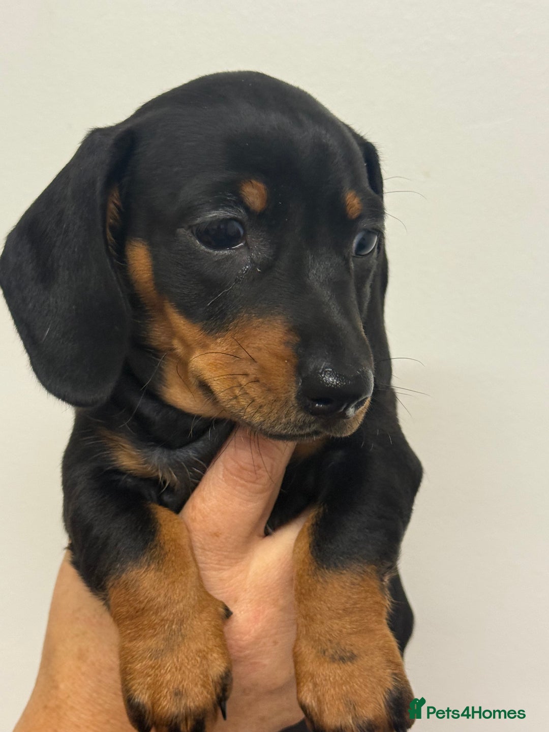 Miniature Dachshund dogs for sale: Miniature dachshund  - Image 3