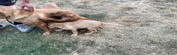 Labrador Retriever dogs for sale: Ready now. Fox red labradors in Gainsborough - Advert 2