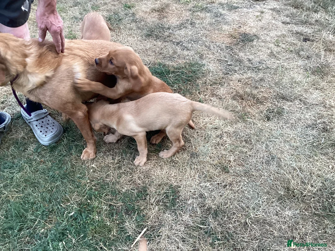 Labrador Retriever dogs for sale: Ready now. Fox red labradors in Gainsborough - Advert 2