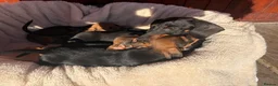 Miniature Dachshund dogs for sale: Miniature dachshund puppies in Salisbury - Advert 18