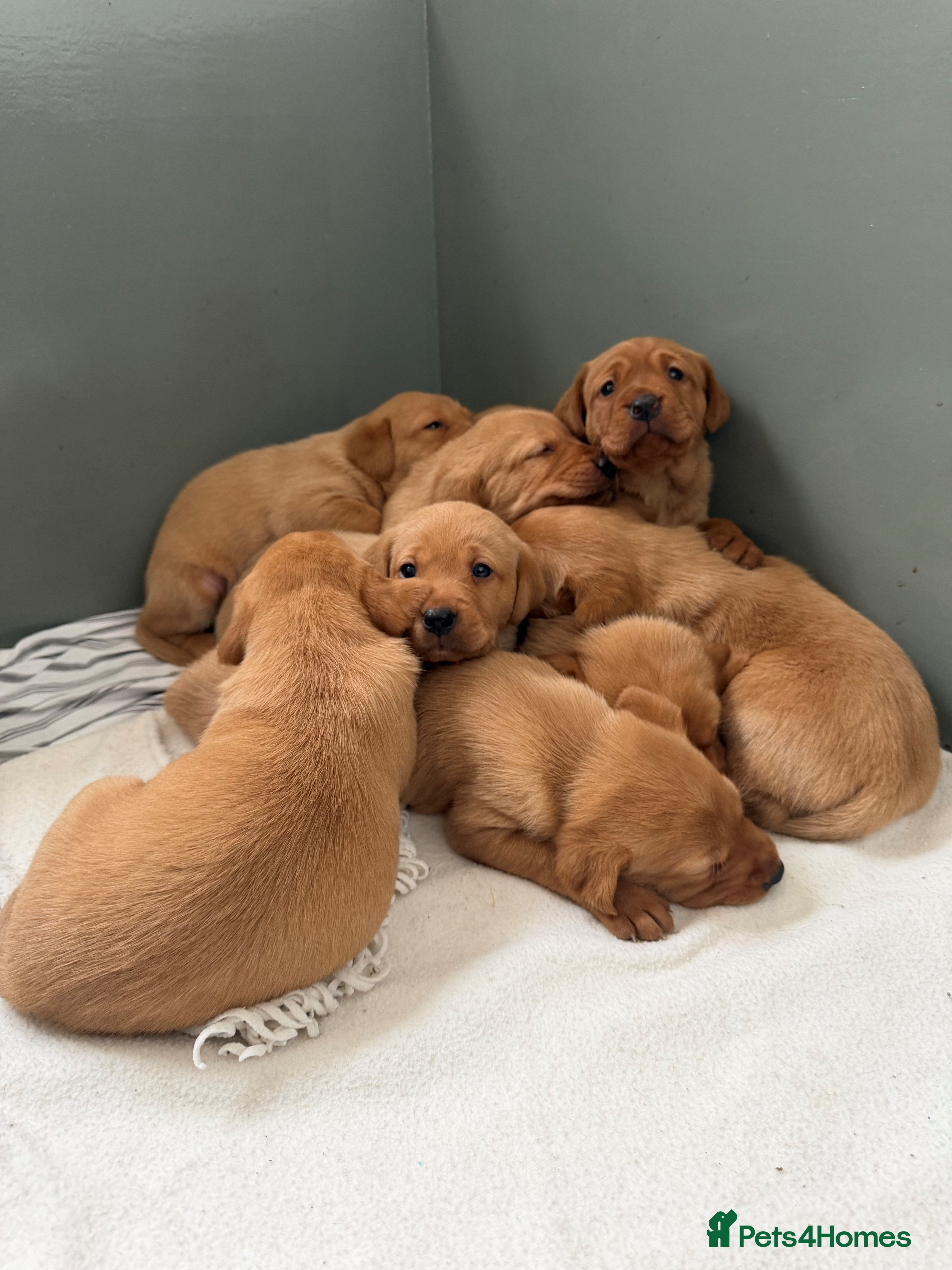 Labrador Retriever dogs FTCH & Working line KC Reg Red Labrador Pups - Advert 5
