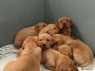 Labrador Retriever dogs FTCH & Working line KC Reg Red Labrador Pups - Advert 1