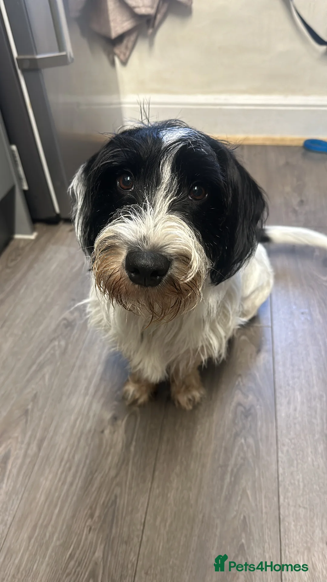 Mixed Breed dogs for sale: Percy  - Advert 1