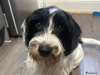 Mixed Breed dogs Percy - Advert 1