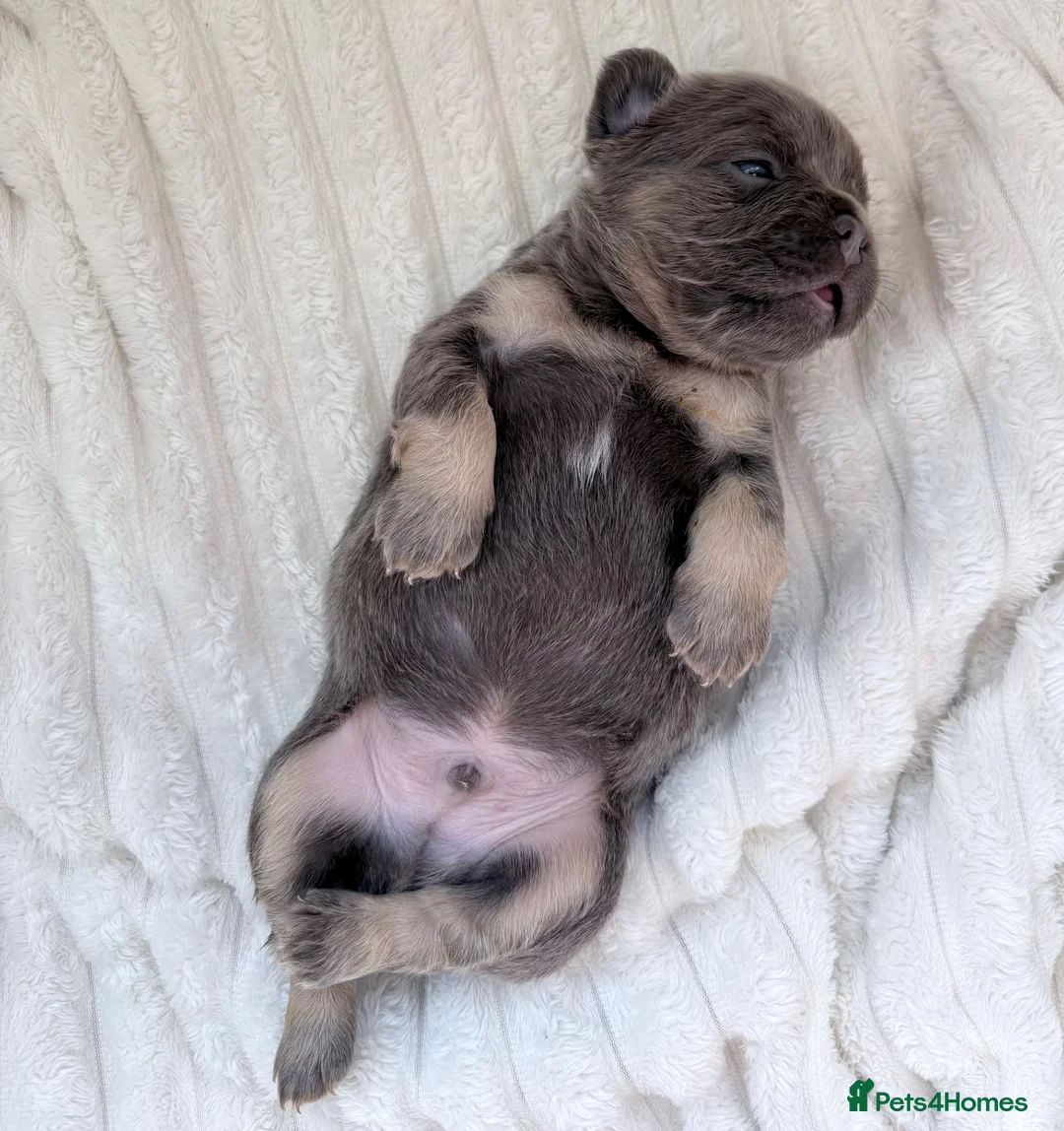 French Bulldog dogs for sale: Beautiful French Bulldog puppies - family raised  - Advert 2