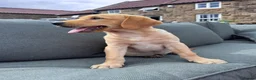 Labrador Retriever dogs for sale: 9 week old Labrador Dog puppy KC Reg  - Advert 4