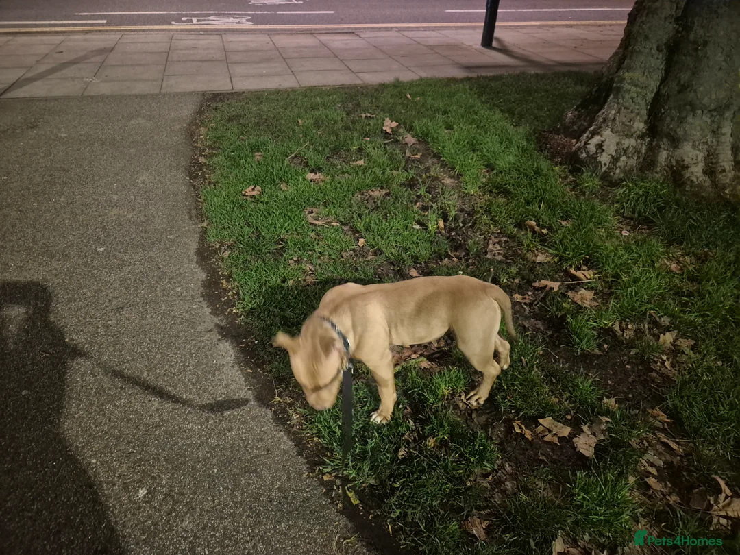 Gallery Image {{count}}