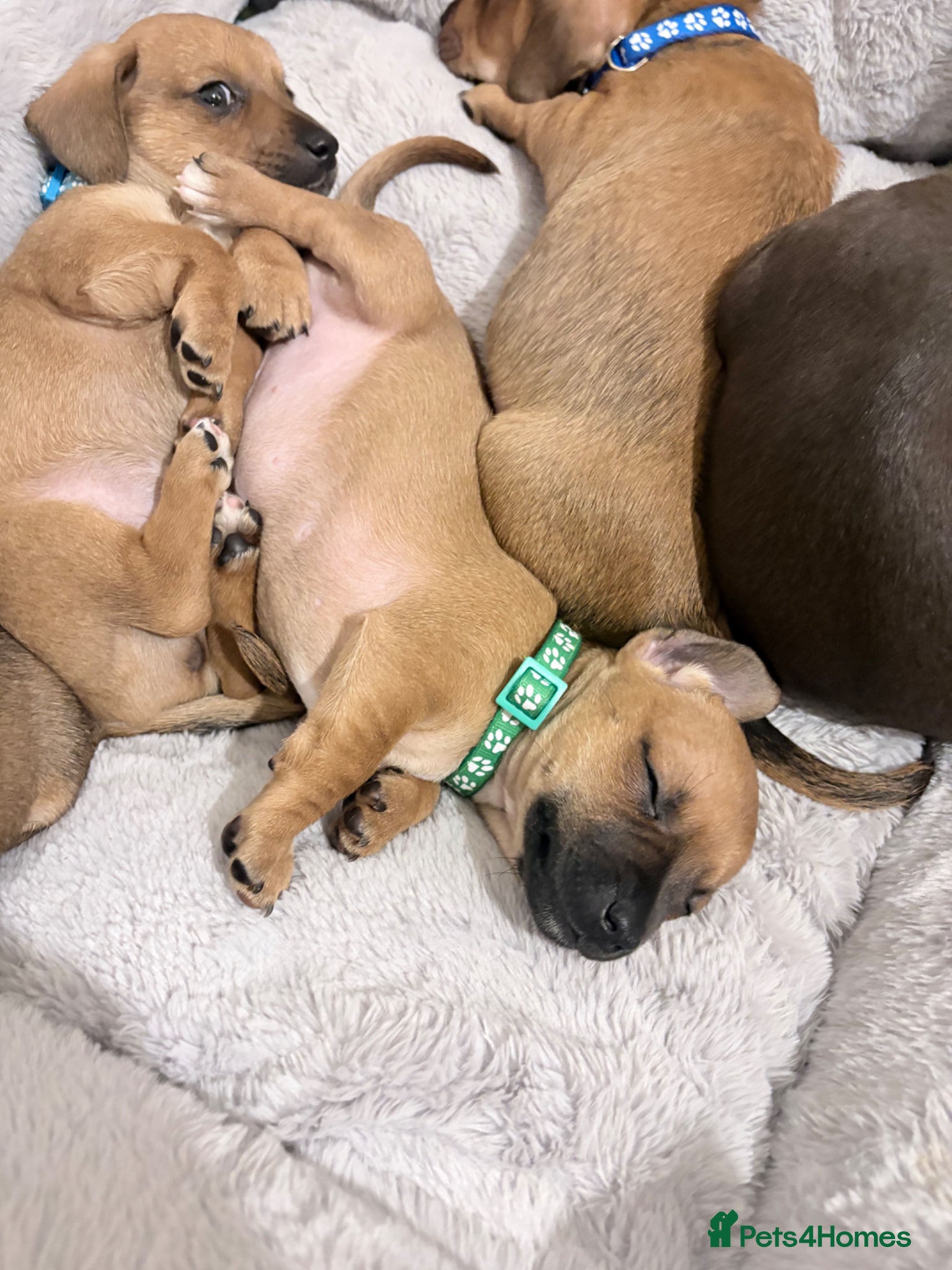 Jackshund dogs Only 3 available! (JR x Dachshund) Puppies - Advert 2