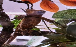 Gecko reptiles for sale: Crested gecko juvenile  - Image 2