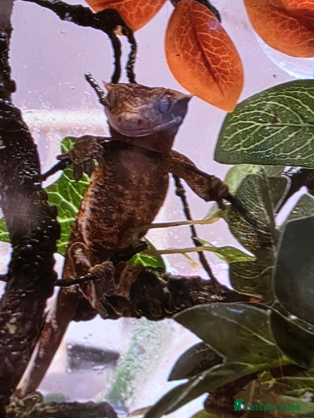 Gecko reptiles for sale: Crested gecko juvenile  - Image 2