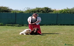 Mixed Breed dogs for sale: Beautiful Clumber spaniel x sprockers  - Image 23