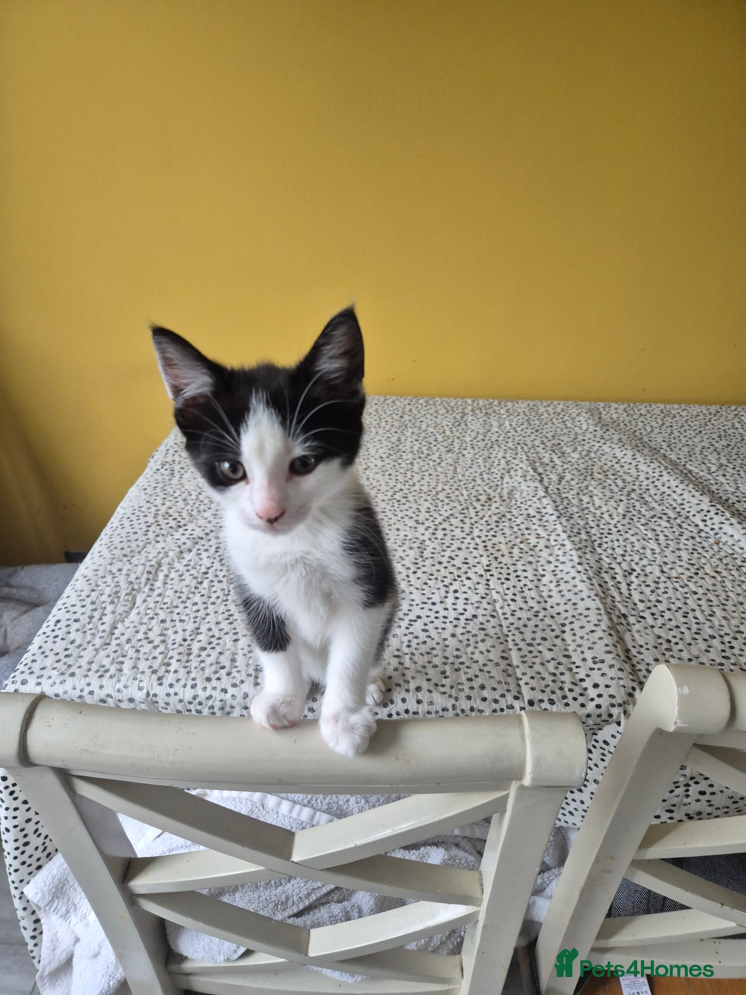 British Shorthair cats 1 boy kittens available  - Advert 6