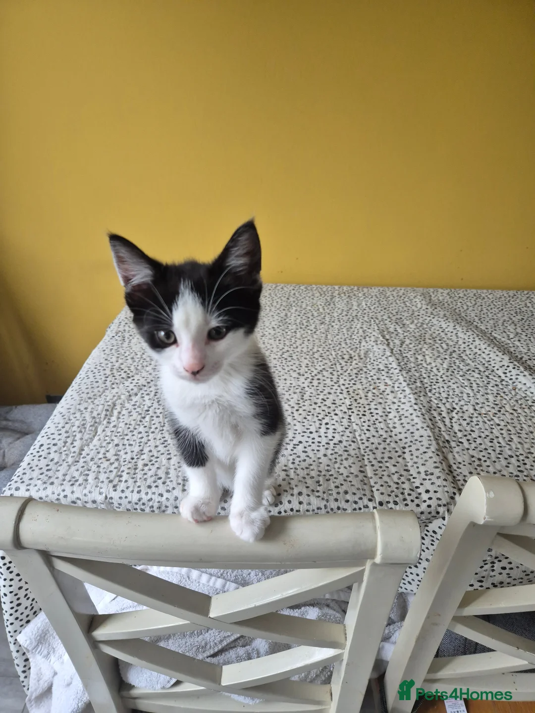 British Shorthair cats for sale: 2 boy kittens available  in Warrington - Advert 3