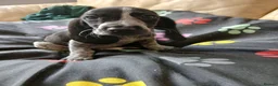 Mixed Breed dogs for sale: KC Basset Hound x KC German Shorthaired Pointer  - Advert 20
