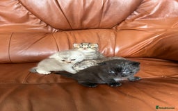 British Shorthair cats for sale: British shorthair kittens - Image 4
