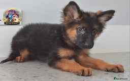 German Shepherd dogs for sale: 💥REDUCED PRICE💥 3 GIRLS German shepherd puppies  - Image 4