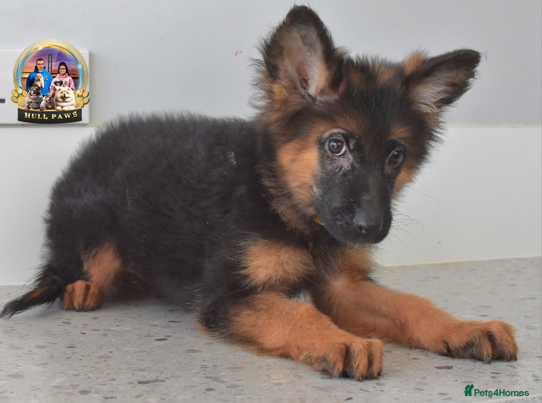 German Shepherd dogs for sale: 💥REDUCED PRICE💥 3 GIRLS German shepherd puppies  - Image 4