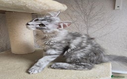 Maine Coon cats for sale: READY NOW Maine Coon Kitten Russian/Shaded lines in Hull - Image 24