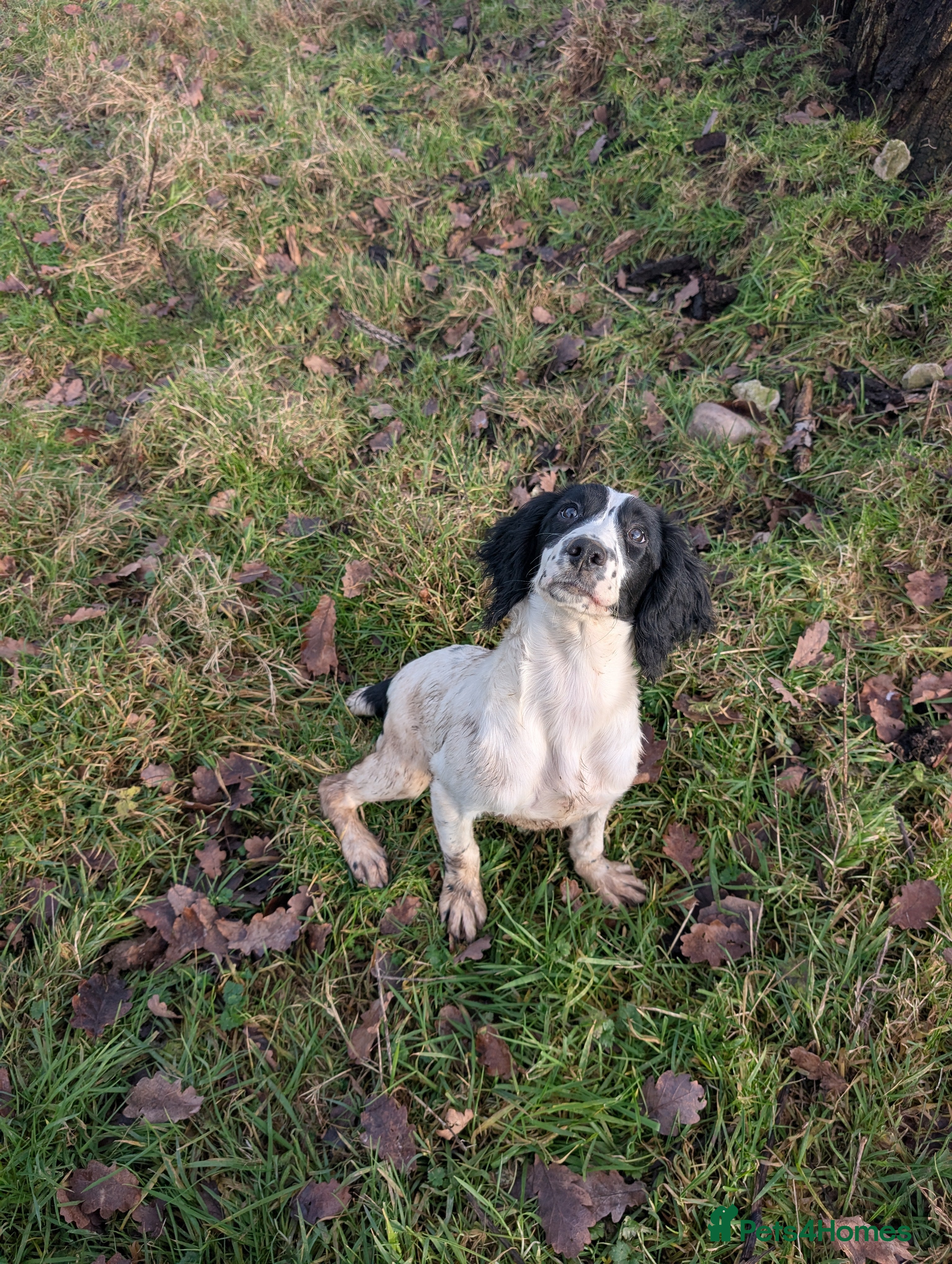 English Springer Spaniel dogs 5 month old Black and White springer Pup - Advert 1