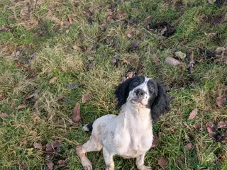 English Springer Spaniel dogs 5 month old Black and White springer Pup - Advert 2