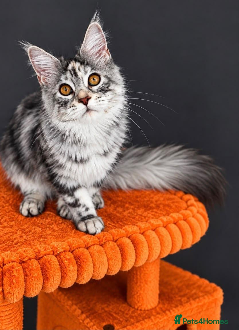 Maine Coon cats 🐾💕STUNNING XL PUREBRED MAINE COON GIRL 💕🐾 - Advert 21