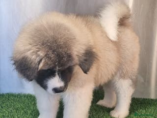 Akita dogs Long hair akita pups READY - Advert 17