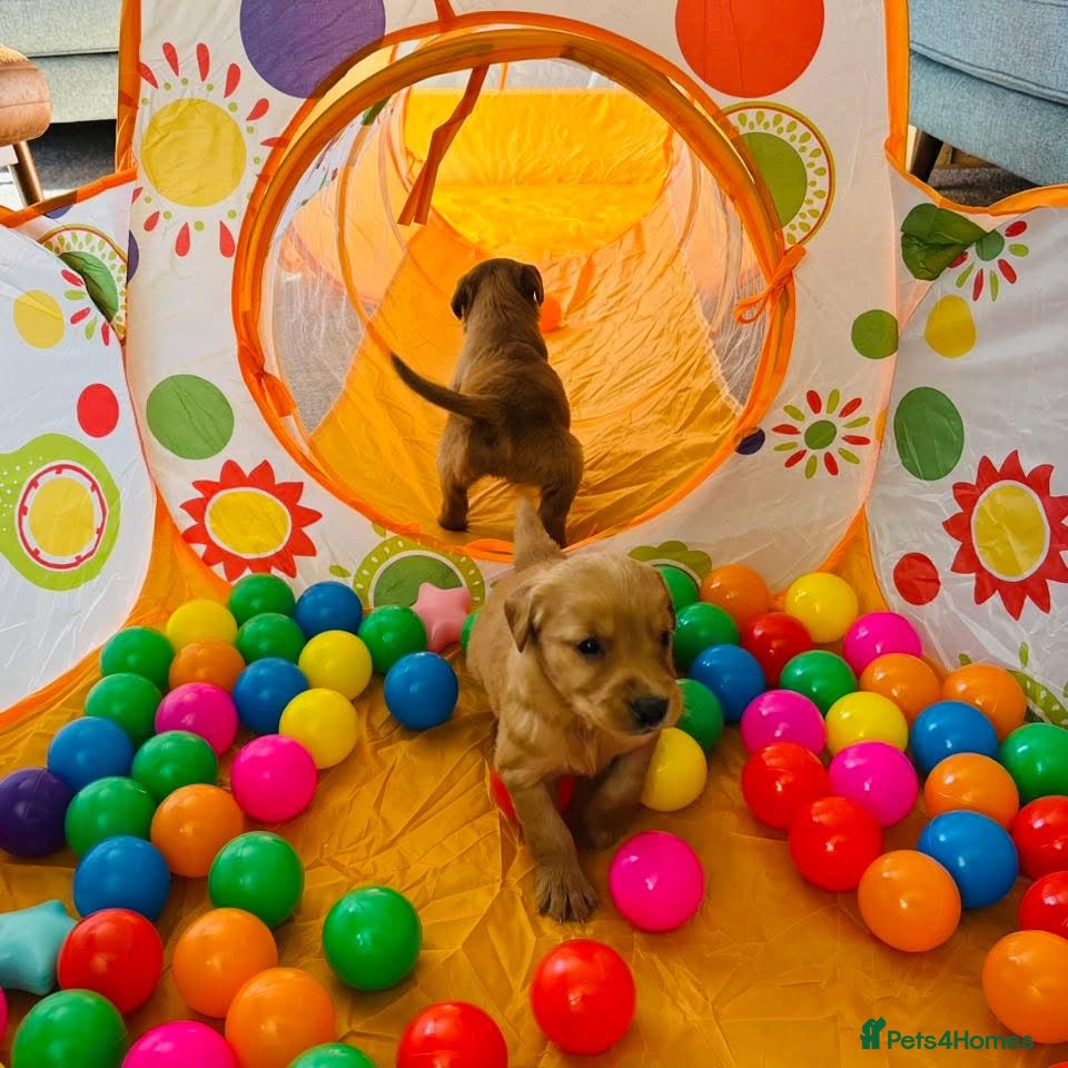 Golden Retriever dogs FOX RED PUPPIES Golden Retriever KC REG - Advert 4