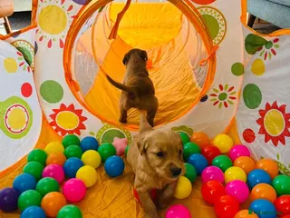 Golden Retriever dogs FOX RED PUPPIES Golden Retriever KC REG - Advert 3