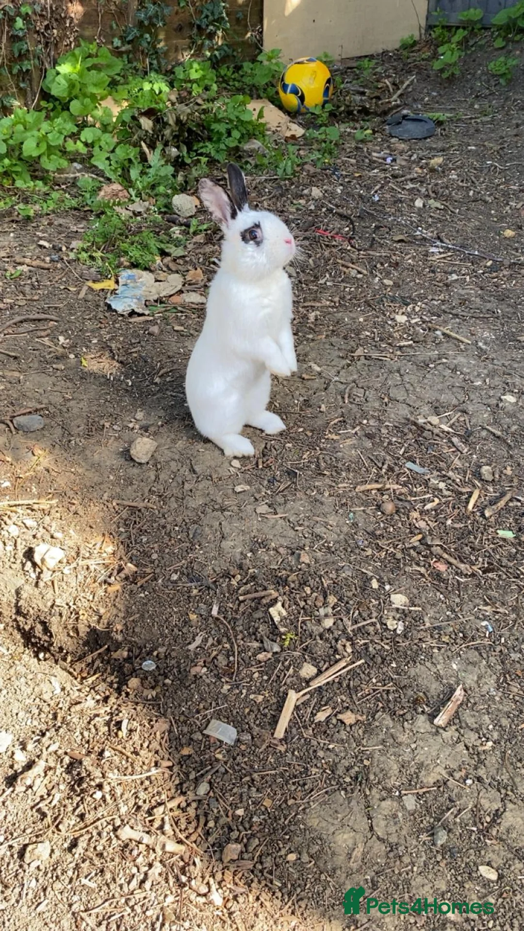 Mixed Breed rabbits for sale: Male bunny in Rushden - Advert 1