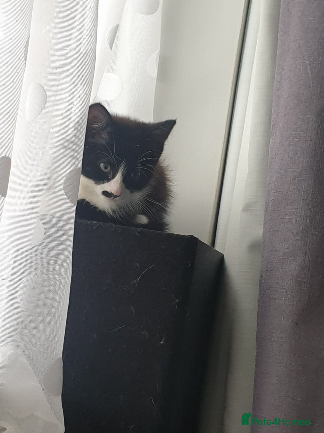 British Shorthair cats for sale: 1 boy 1 girl in London - Image 2