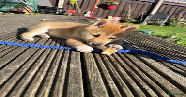Japanese Shiba Inu dogs - Advert 11