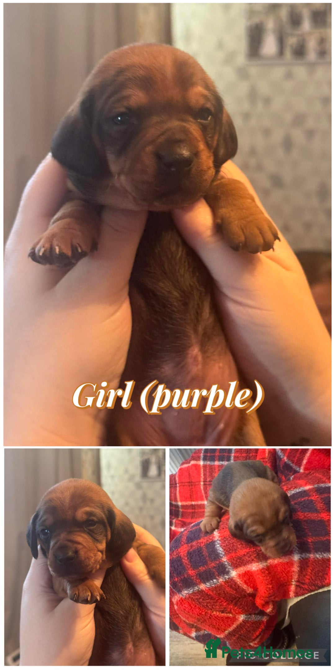 Dachshund dogs for sale: Dachshund puppies available  - Advert 6
