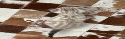Bengal cats for sale: Stunning Snow Bengal Kittens for Sale  - Advert 16