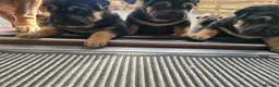 Mixed Breed dogs for sale: Shepard Peis - Advert 14