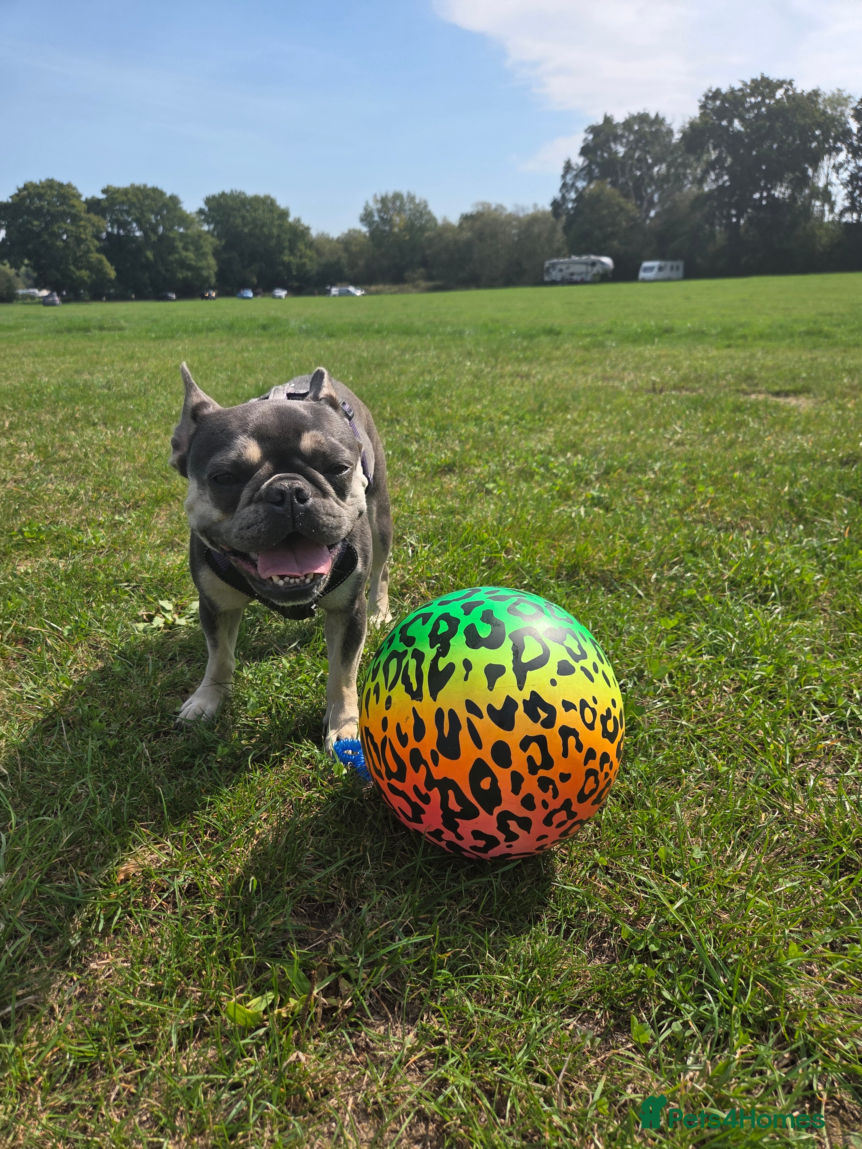 French Bulldog dogs Lilo for sale - Advert 1