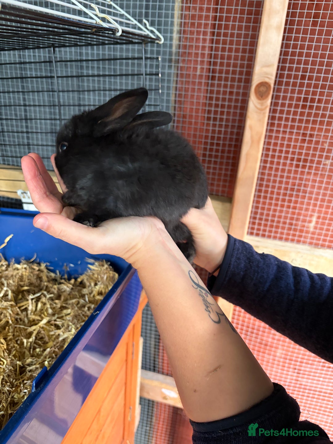 Mixed Breed rabbits for sale: 6 beautiful baby rabbit - Advert 3