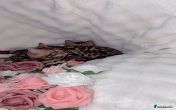 Bengal cats for sale: 2 Female Rosette Bengals (Available Now 8 Weeks) - Advert 5