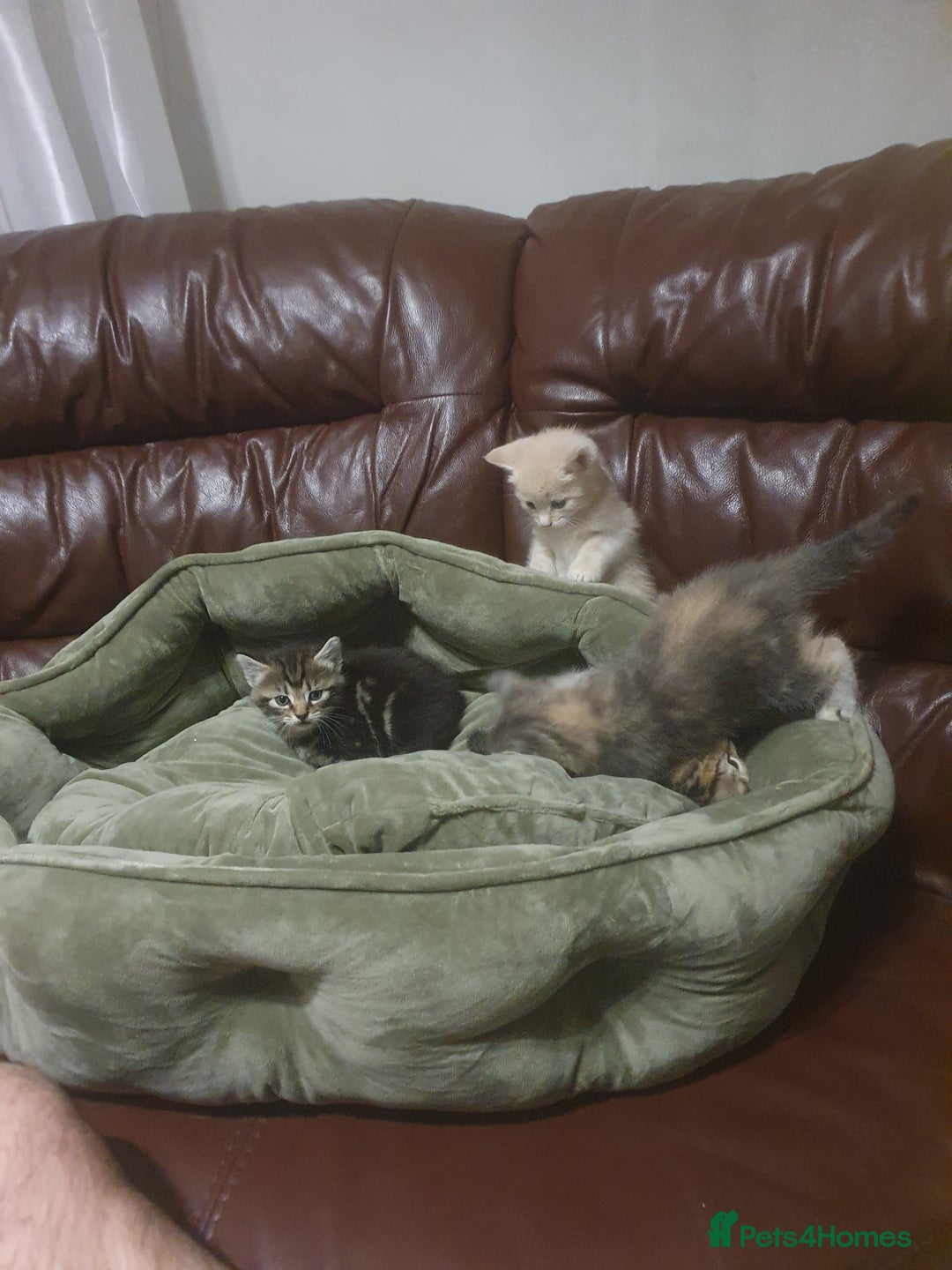 Mixed Breed cats for sale: Miss sijanda  - Image 17
