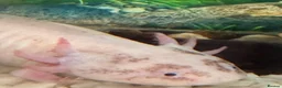 Axolotl reptiles for sale: Axolotl 2 years old  - Advert 4